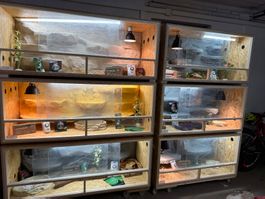 Terrarien komplett eingerichtet