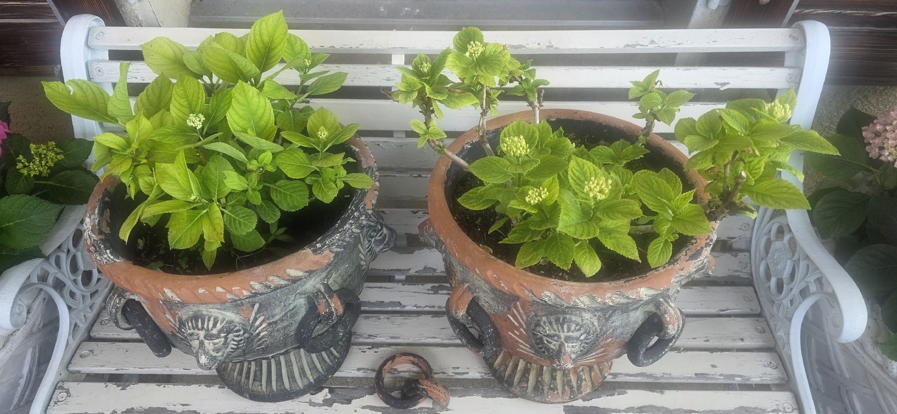 Vasi per fiori: 2 antike Löwenkopf Ton Töpfe – Usato da Kaufdorf venduto da Nati-Nati 4