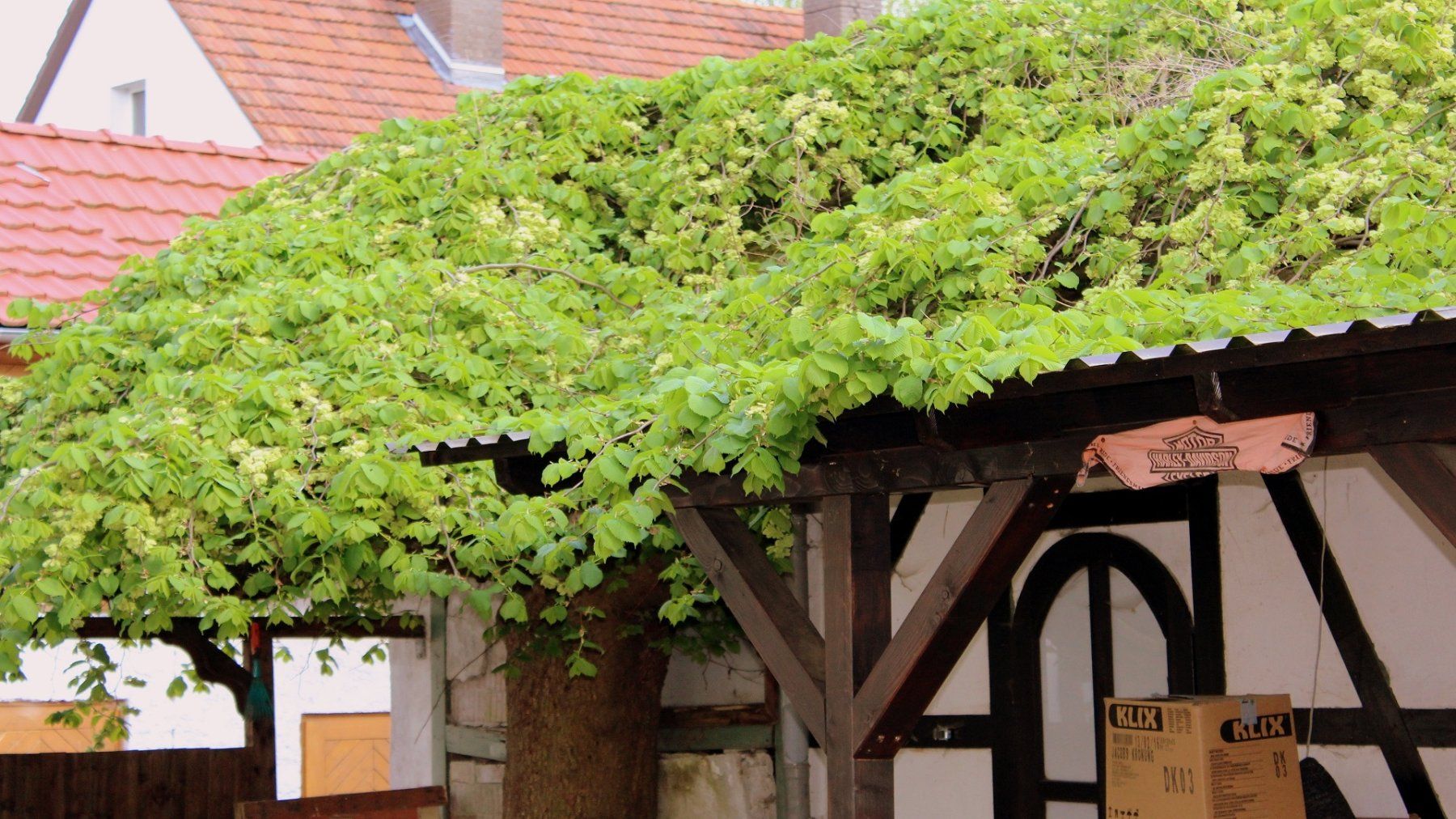 Piante & sementi: Hopfen - Humulus lupulus - 50 Samen – Nuovo e nell'imballaggio originale da Sumiswald venduto da Cham14559 3