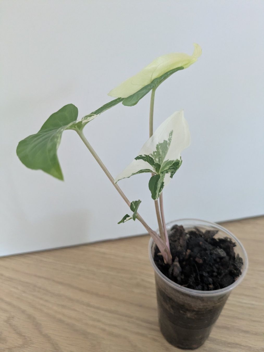 Piante & sementi: Syngonium albo variegata - Rare – Usato da Winkel venduto da Kade50 2