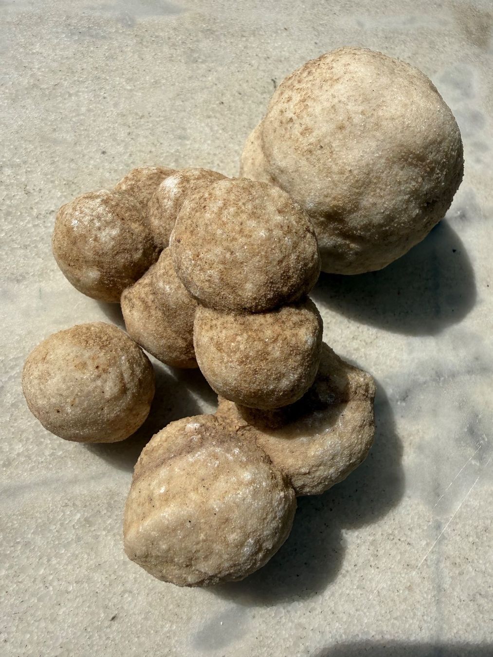 Mineralien & Heilsteine: Fossil Cluster Konkretionen (?) – Gebraucht aus Rorbas von tun_m7fz 4