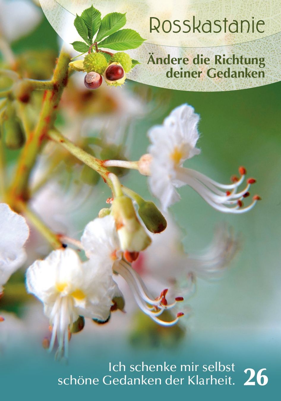 Libri: Orakelkarten-Set - Baumgefährten – Nuovo e nell'imballaggio originale da Mauren venduto da Yeelen 1