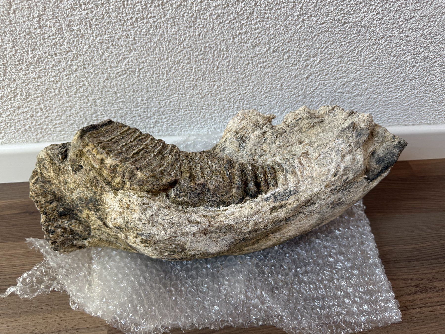 Fossili: Stegodon Unterkiefer – Usato da schüpfen venduto da rica122