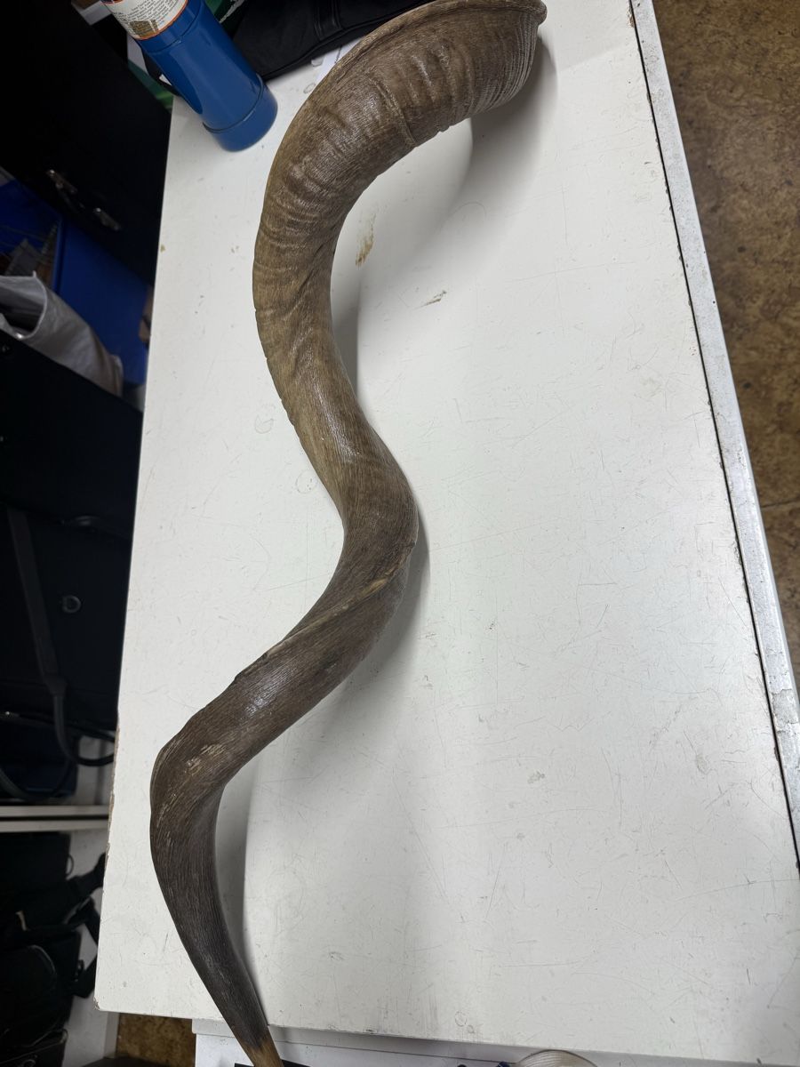 Altre raccolte & rarità: Antilopen Horn  – Usato da Burgdorf venduto da kla_r5tf