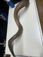 Antilopen Horn 