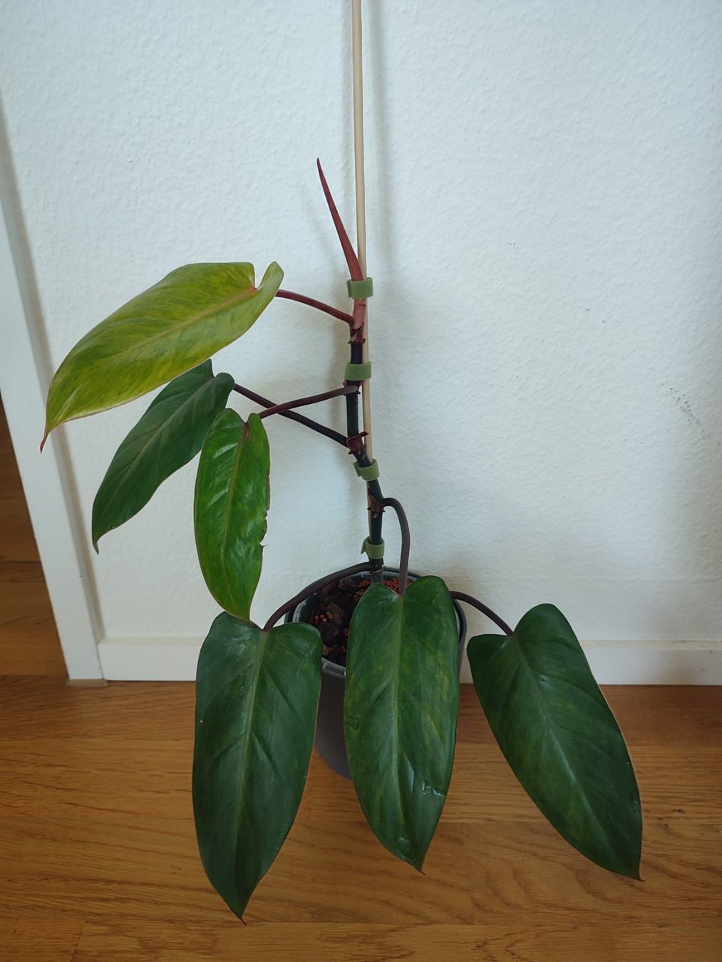 Pflanzen & Samen: Philodendron Painted Lady – Gebraucht aus Allschwil von VicSim1039 1