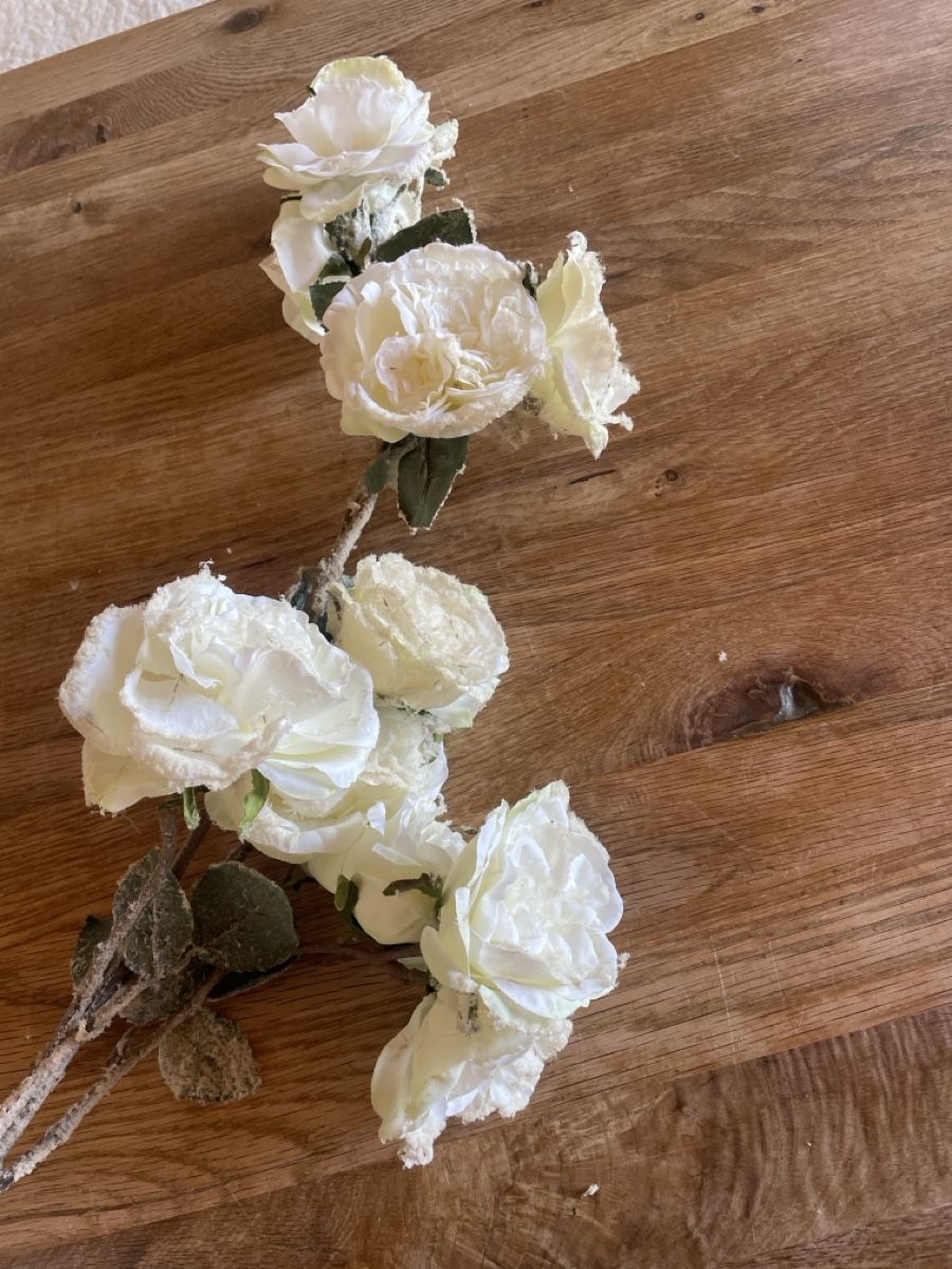 Piante & sementi: Rosen am Stamm – Usato da Freidorf TG venduto da ibipatria