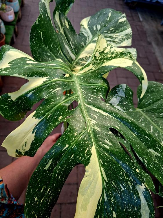 money plant Coin Plant 2.5