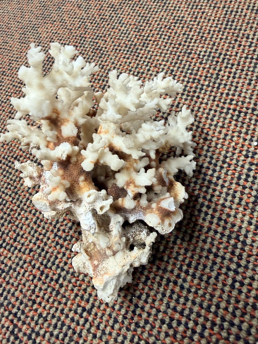Alle Dekorationen: Muscheln Aquarium Dekoration – Gebraucht aus Zürich von d-ron 4