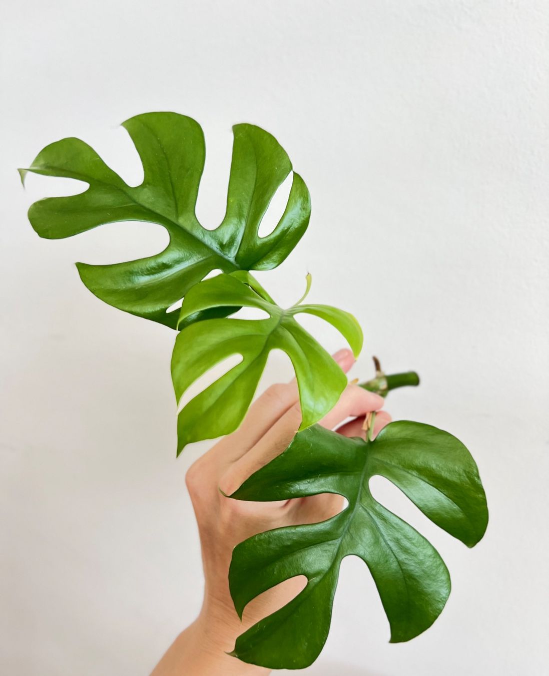 Piante & sementi: Monstera minima Kopfsteckling💚 – Usato da Glattpark(Opfikon) venduto da ste_n99y
