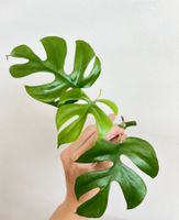 Monstera minima Kopfsteckling💚