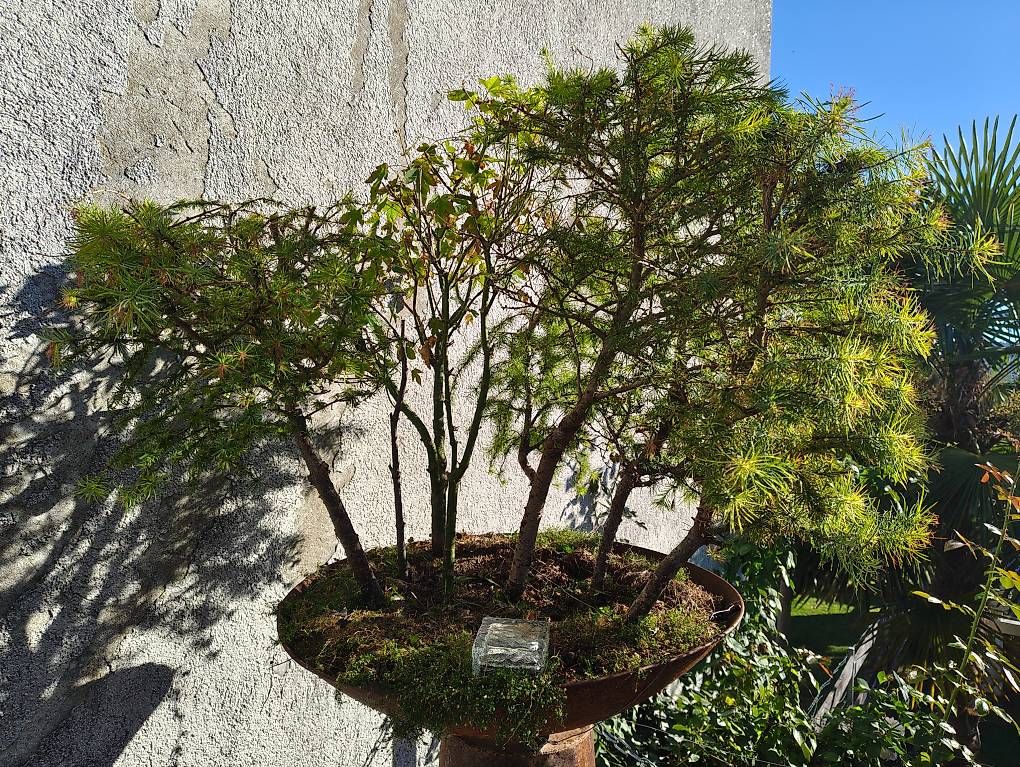 Pflanzen & Samen: Bonsai Wald mit Stahl Stele – Gebraucht aus Stein am Rhein von har_pw2m 1