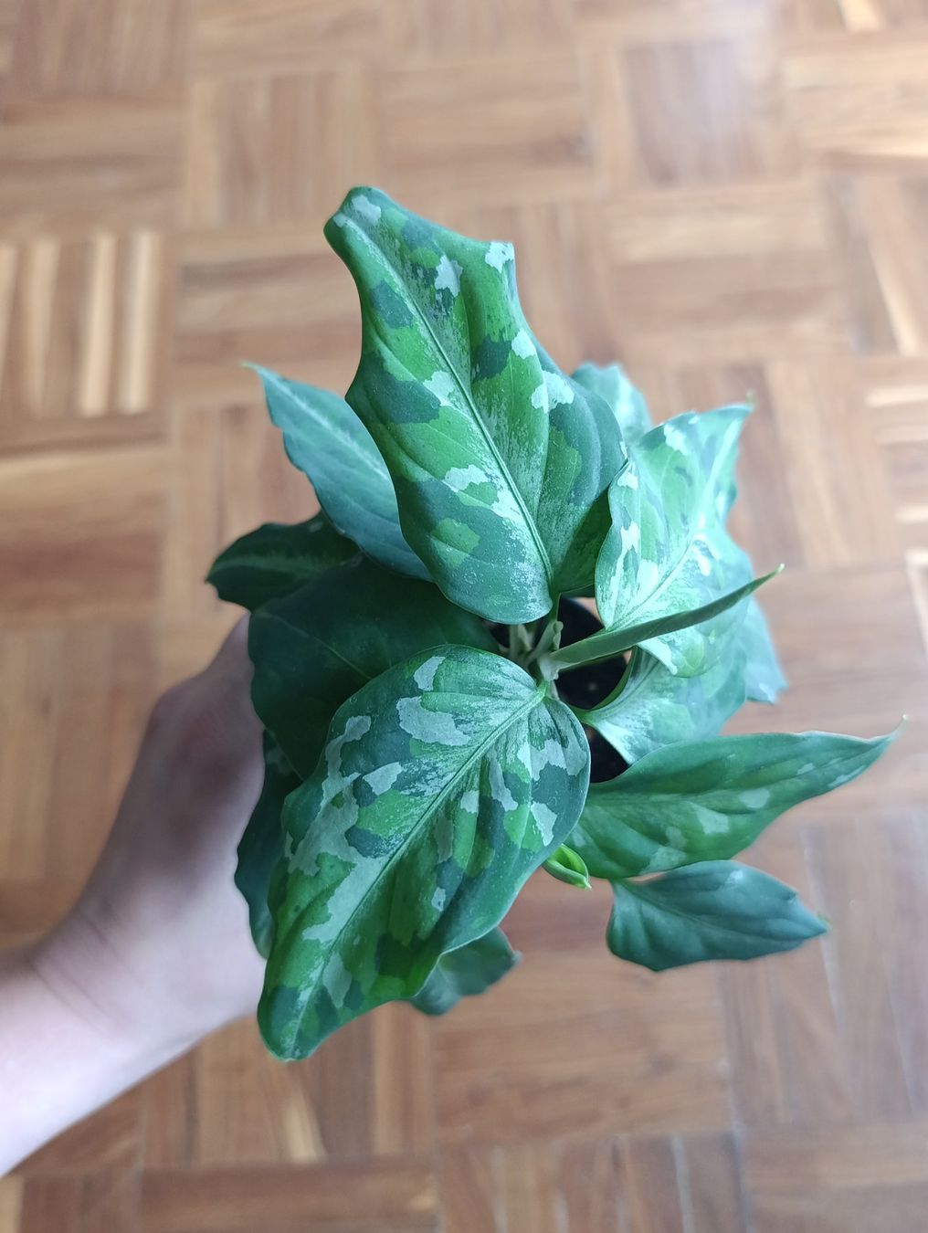 Piante & sementi: Aglaonema pictum tricolor – Usato da Baar venduto da L.isa28 2