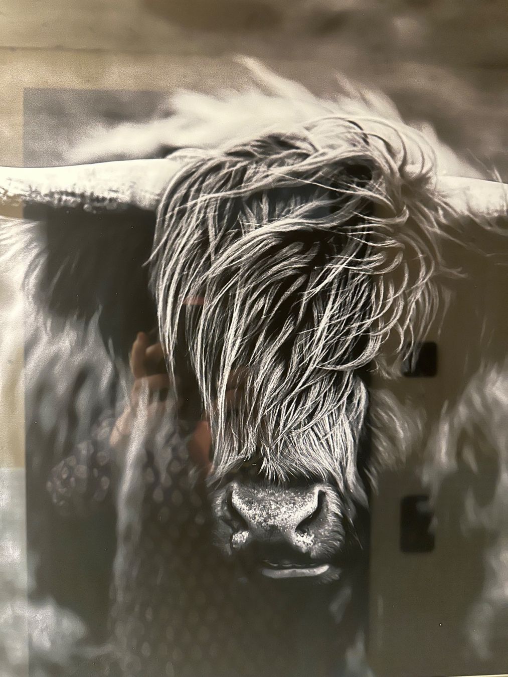 Foto & Immagini: Wunderschönes Bild (Hochland Rind) – Usato da Zell ZH venduto da Lindalinaa