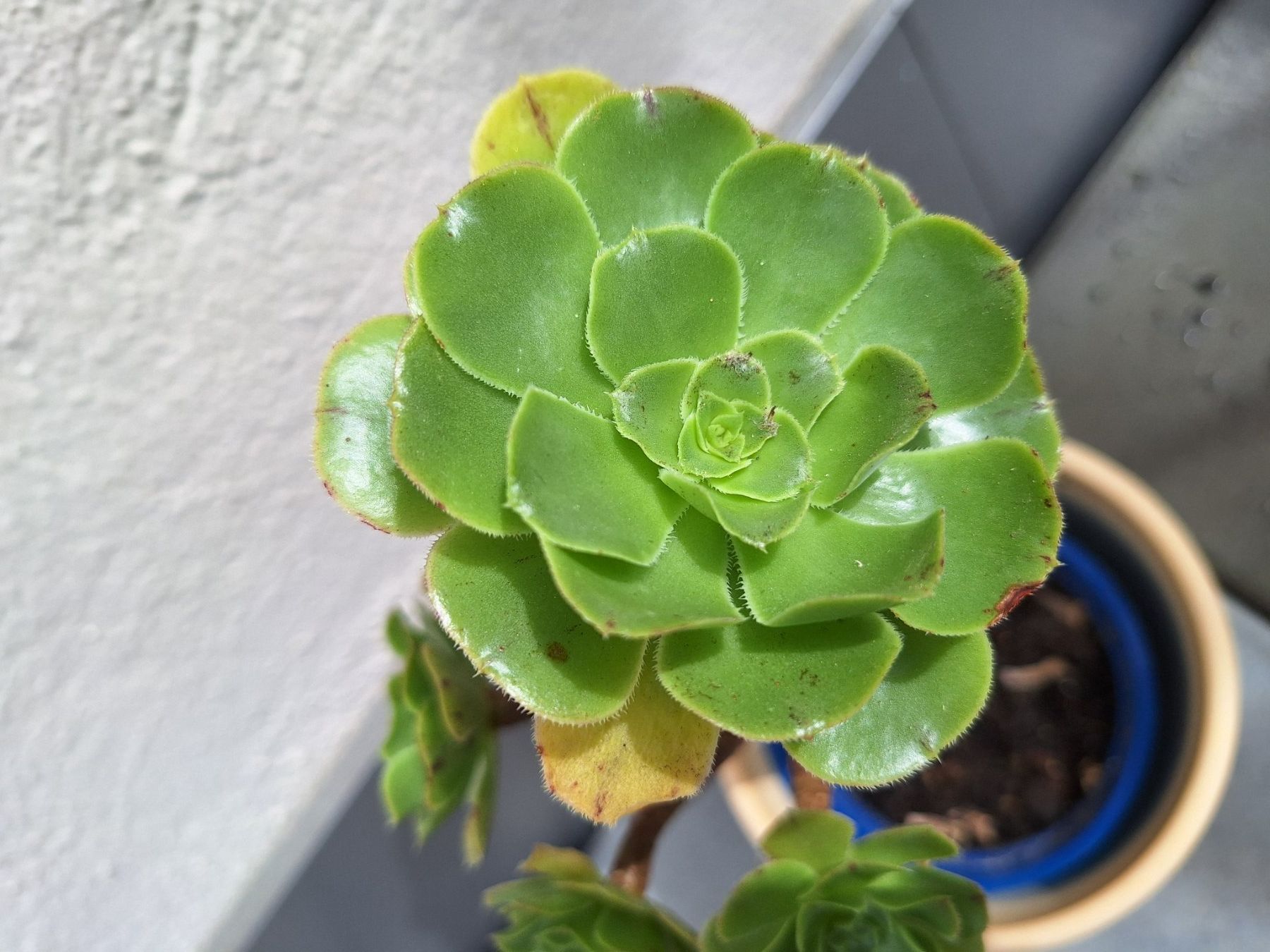 Pflanzen & Samen: Sukkulente Aeonium arboreum – Gebraucht aus Luzern von Heugaerten 1