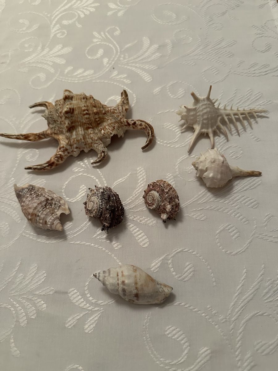 Tutte le decorazioni: Muscheln. – Usato da Schöfflisdorf venduto da Katrins02