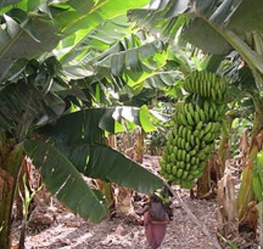 Piante & sementi: Ab 5.- fr 1 STK SAME ECHTE BANANEN PALME‪ – Nuovo e nell'imballaggio originale da Rovio venduto da POSITIFFARTandPLANTS 8