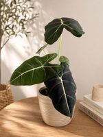 Alocasia Ableger✨