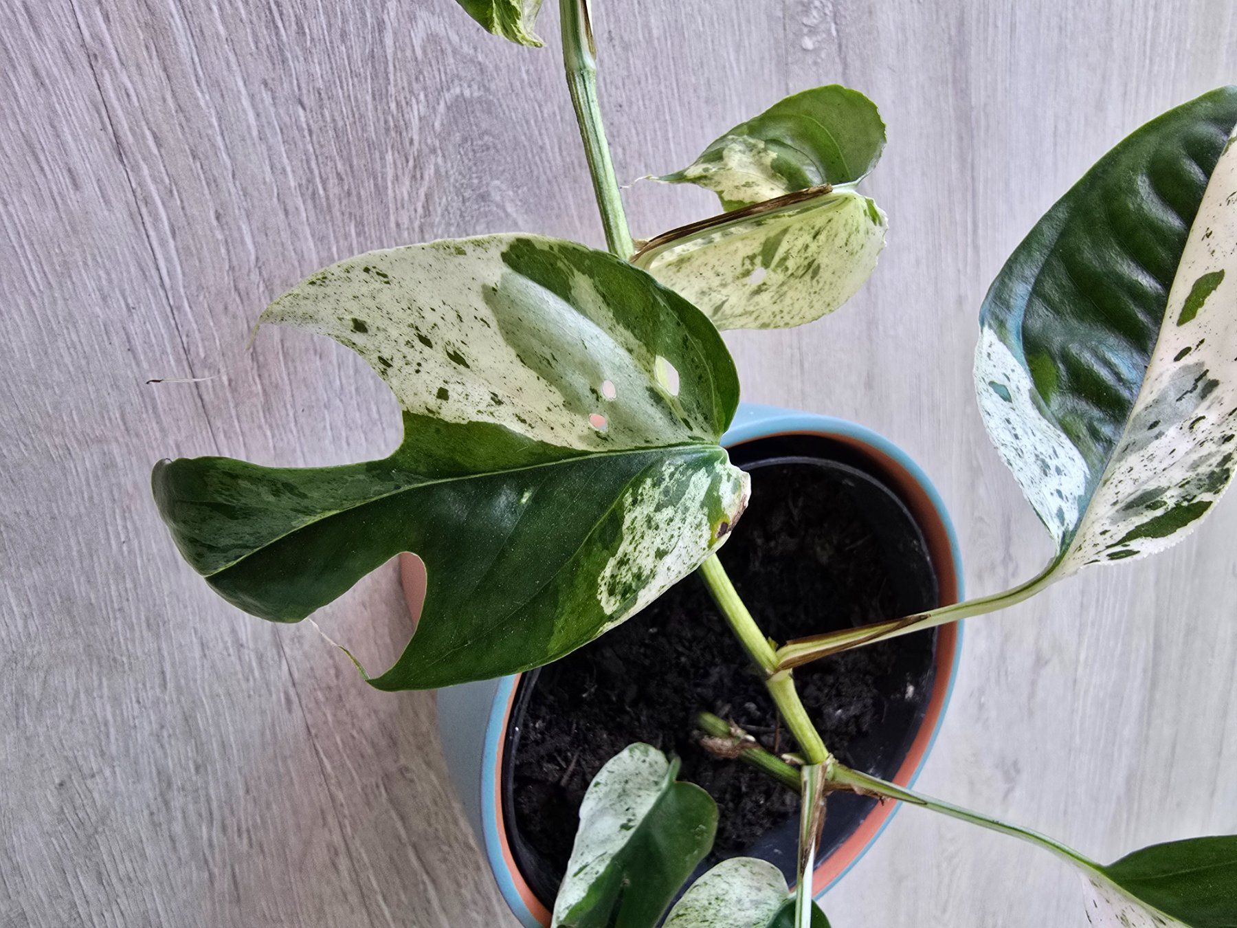 Piante & sementi: Epipremnum marble variegata – Nuovo (secondo la descrizione) da Aarburg venduto da Glitzerschein 1
