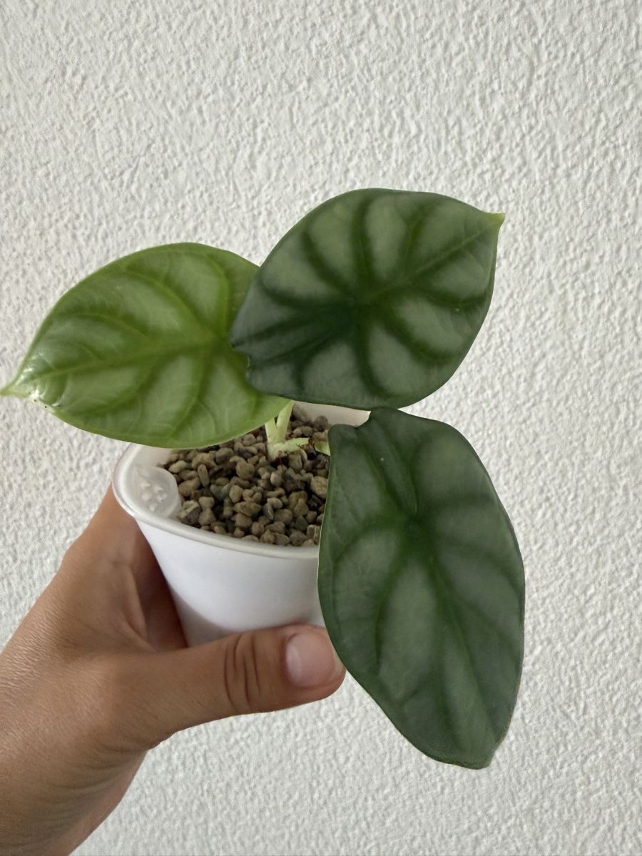 Piante & sementi: Alocasia Silver Dragon im SB-Topf – Usato da Ostermundigen venduto da summy73 1