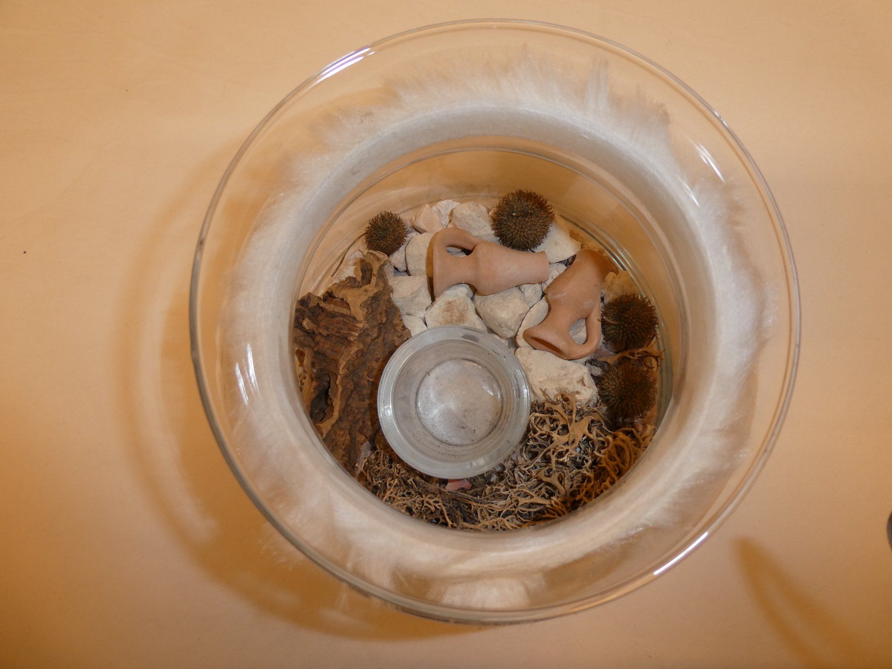 Bicchieri: Glasschale mit Rand – Usato da Tann venduto da Charly65 2