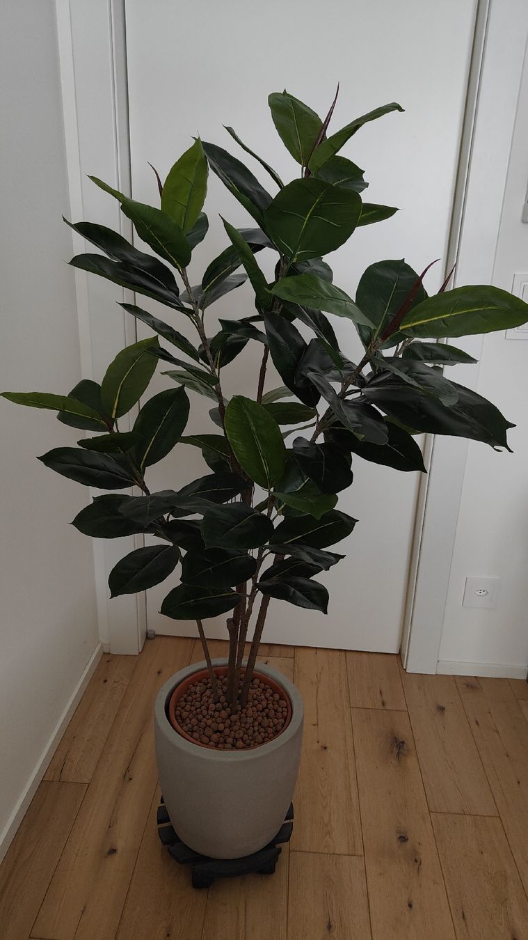 Piante & sementi: Pianta Ficus artificiale – Usato da Lugano venduto da claudio.luga 2