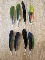 Blaustirnamazone Federn