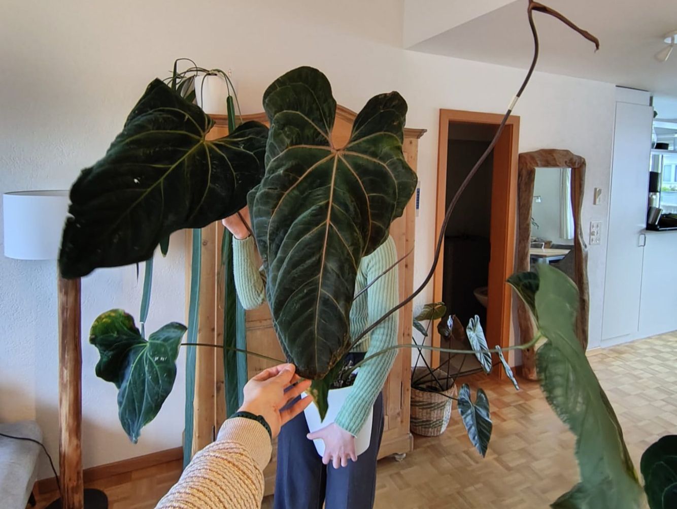 Pflanzen & Samen: Anthurium papillilaminum – Gebraucht aus Hausen AG von Pflaenzlioase