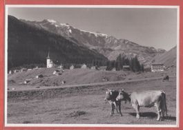 Urnerboden - Kühe Landwirtschaft - Fotokarte ca. 1940