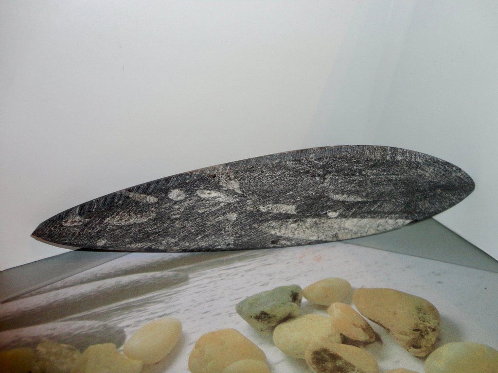 Fossilien: Orthoceras – Neu (gemäss Beschreibung) aus Biberist von Steine 3