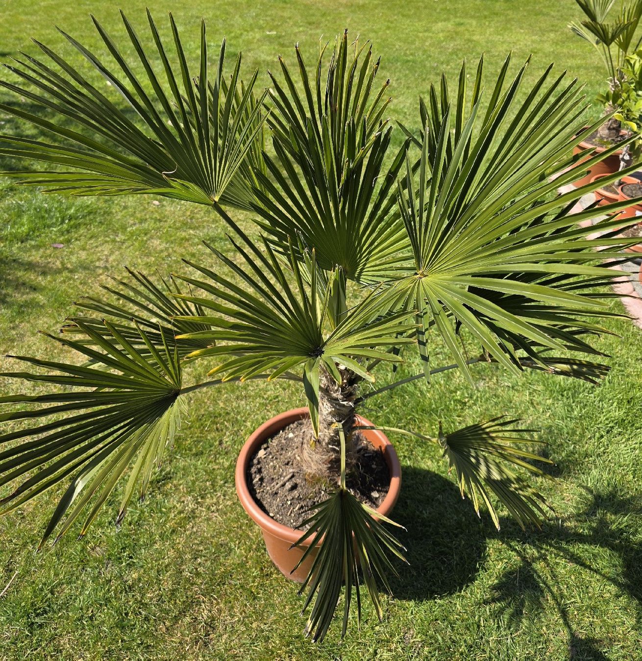 Plantes & graines: Robuste Palme – D'occasion à Aarburg par popkorn65 2