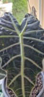 🤩Alocasia Polly Rhizom 