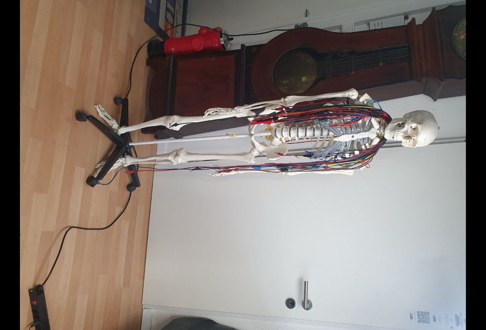 Tieranatomie Modell Anatomiemodell, Katzenskelett Anatomie – Tierisches ...
