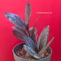 Zamioculcas Zamiifolia Black Raven - schwarze Schönheit