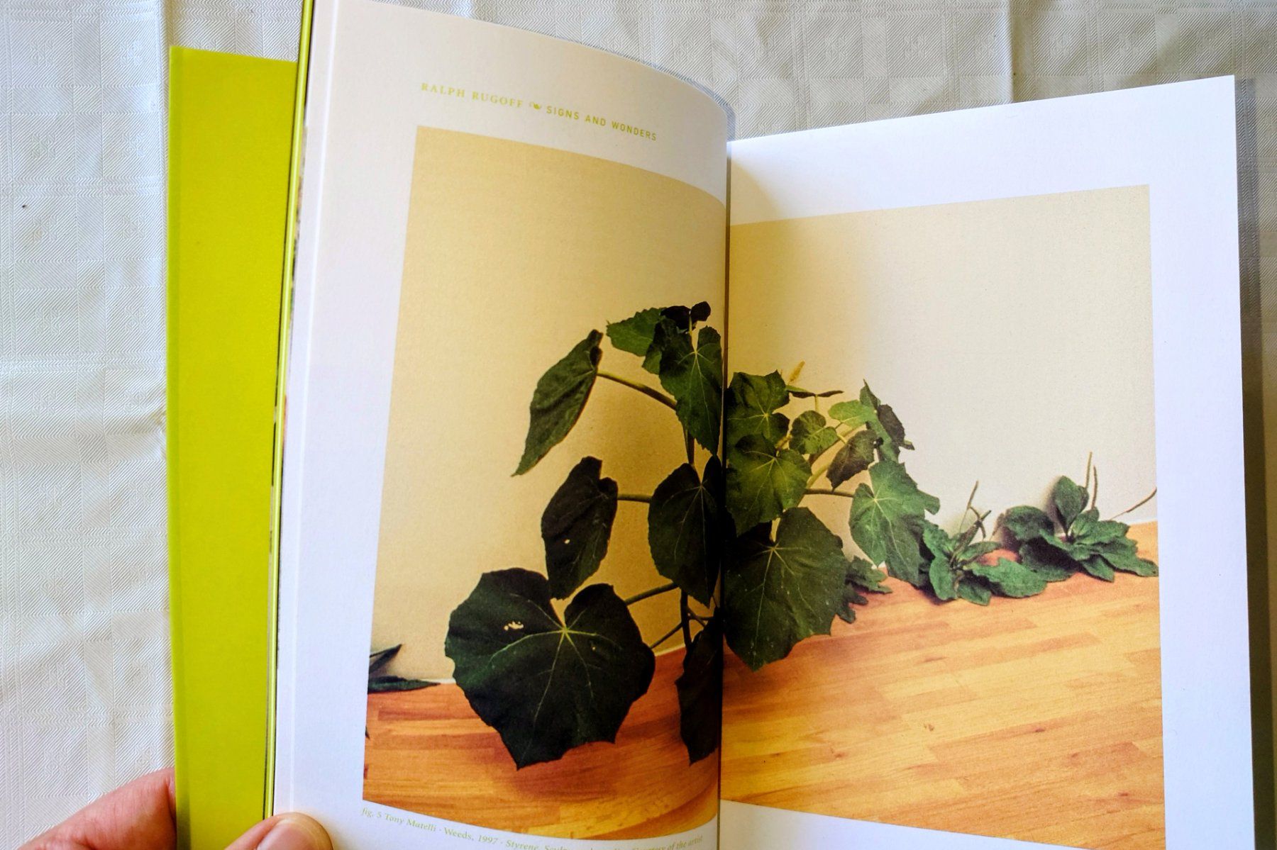 Livres: The Greenhouse Effect - Katalog Ralph Rugoff. Rare EA 2000 – D'occasion à Zürich par Rst7 5