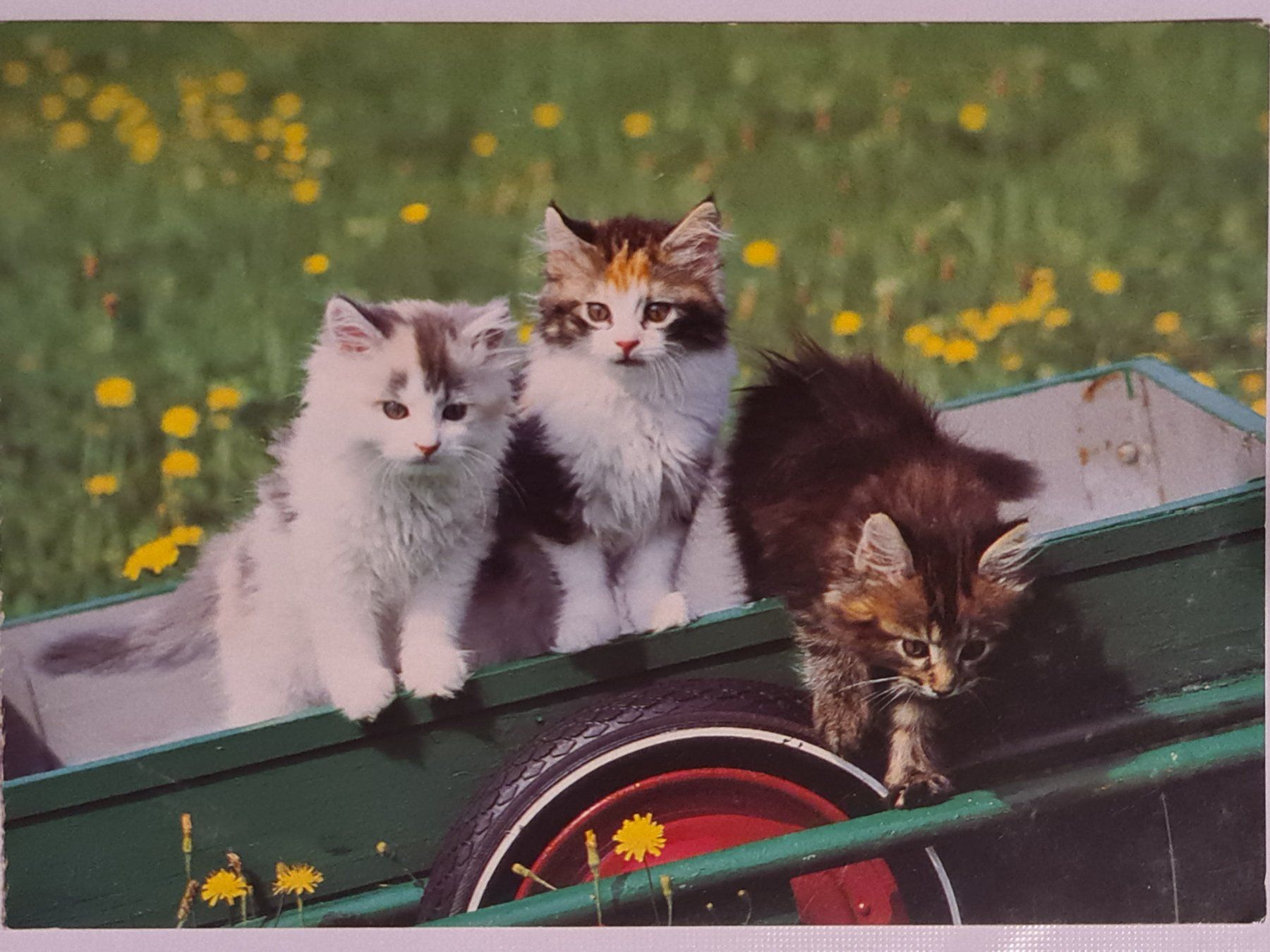 Ansichtskarten: Ansichtskarte Kätzchen Katzen – Gebraucht aus Dintikon von Vexi