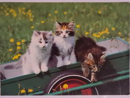 Ansichtskarte Kätzchen Katzen