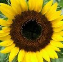 25 SAMEN Sonnenblume BIG SMILE GRAINES SEMI SEEDS‪