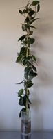 Hoya Carnosa