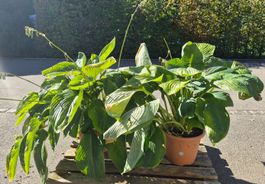 2 grosse Hosta ‚Empress Wu‘ zu verkaufen - Set