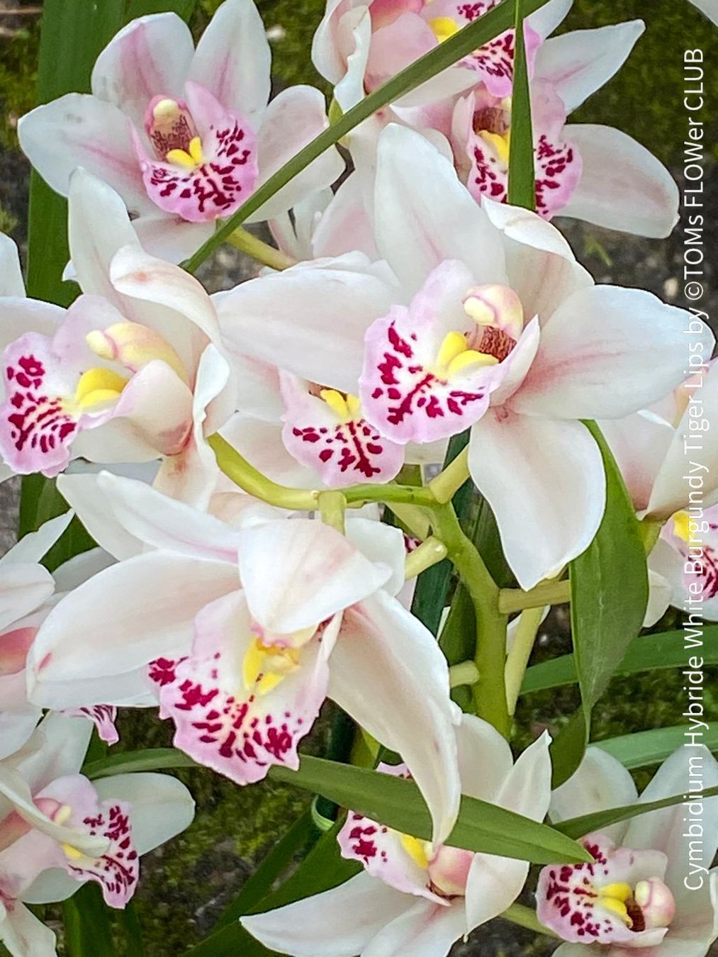 Piante & sementi: Cymbidium Hybride White Burgundy Tiger Lips – Nuovo e nell'imballaggio originale da Adliswil venduto da asTOMas963 5