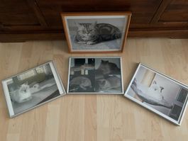 Grosses Katzenbild Holzrahmen u. 3 kleinere Metallrahmen (4)