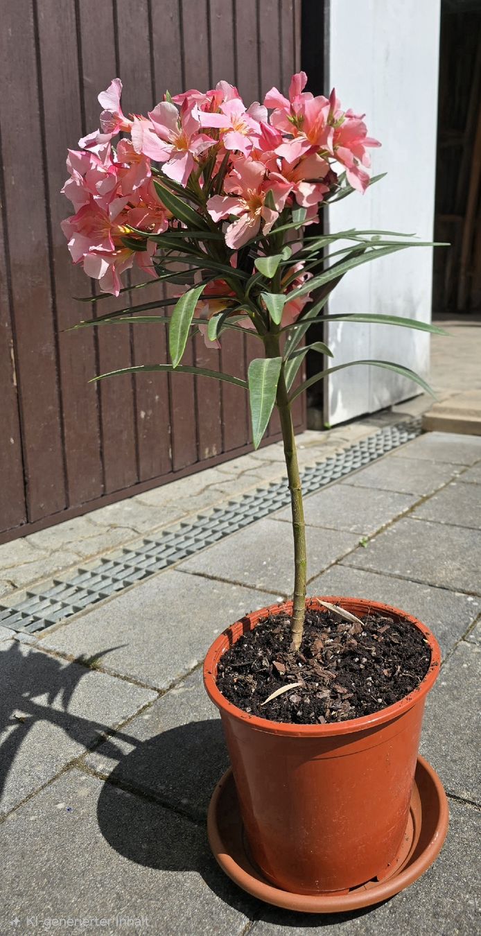 Pflanzen & Samen: Oleander rosa  blühend  – Gebraucht aus Aarburg von popkorn65 3