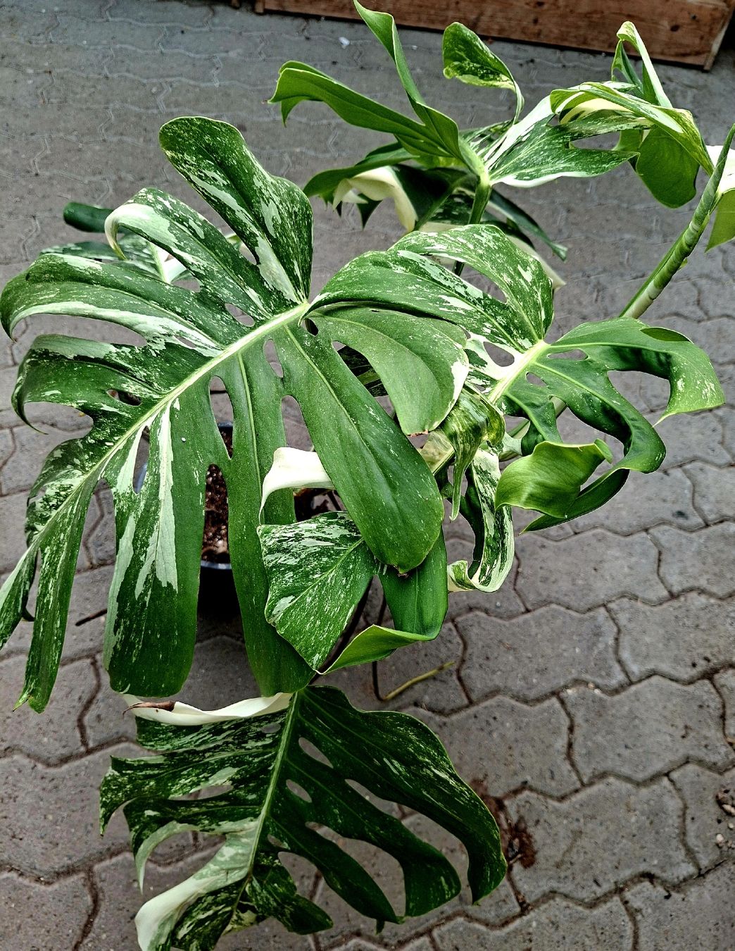 Pflanzen & Samen: RARISSIMO!!! H: XL 80 cm "Monstera Thai Constellation" – Neu und originalverpackt aus Rovio von POSITIFFARTandPLANTS 6