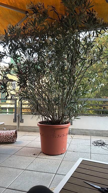 Piante & sementi: Wunderschöner Oleander  – Usato da Bern venduto da ani_gg7c 1