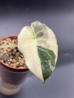 Alocasia Black Velvet Pink Variegata (1-5)