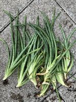 Aloe Vera Ableger frisch, einzeln oder mehrere zu verkaufen