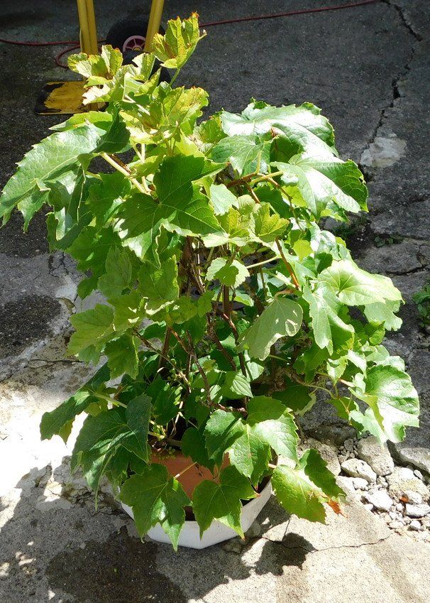 Plantes & graines: Ziertraube – D'occasion à Villnachern par Niggo0