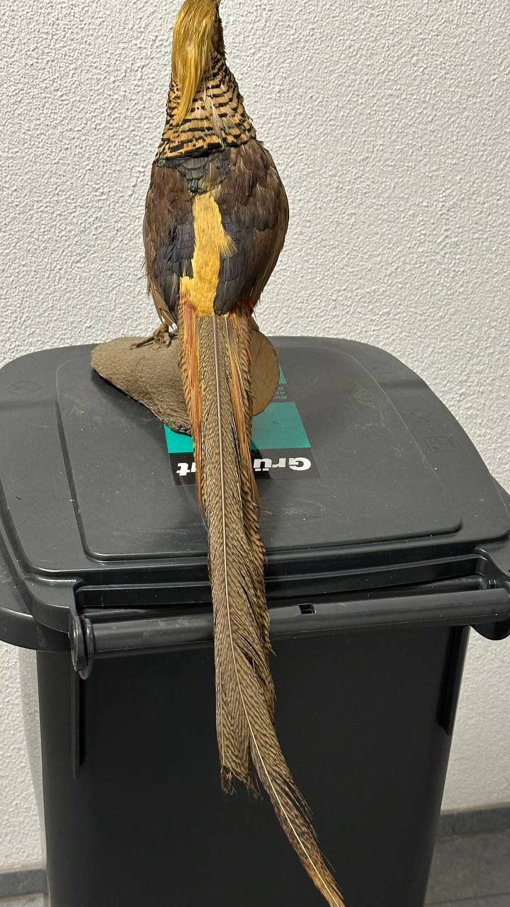 Il mondo degli animali: Ausgestopfter Vogel – Usato da Beringen venduto da Mantafisch1 3