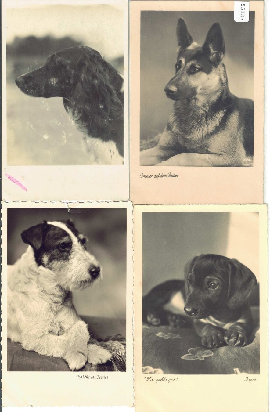 Cartoline postali: 4 AK - Hunde – Usato da Ettingen venduto da Kartenplanet